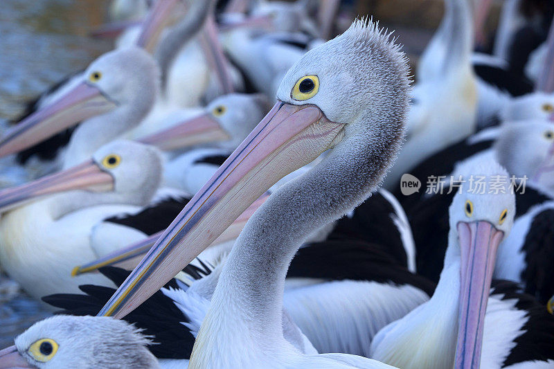 鹈鹕(Pelecanus conspicillatus)